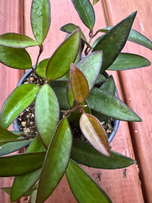 Hoya Rosita in 4-inch pot with elongated green leaves that blush red, trailing wax plant houseplant