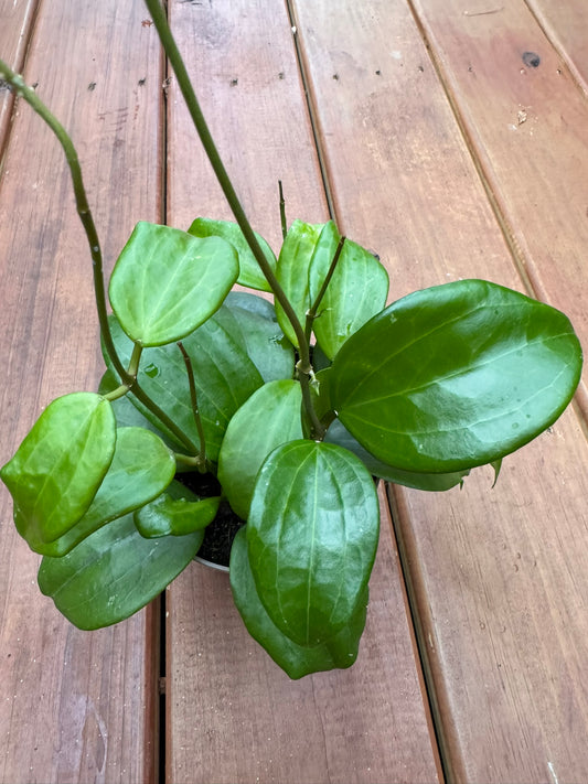 Hoya Quinquenervia in 5-inch pot with bold leathery green leaves etched with strong veins, tropical climbing wax plant houseplant