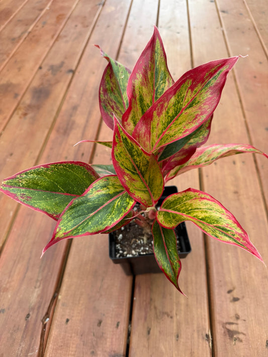 Aglaonema Red Siam in 6-inch pot with bold green leaves edged and brushed in vibrant red, tropical houseplant