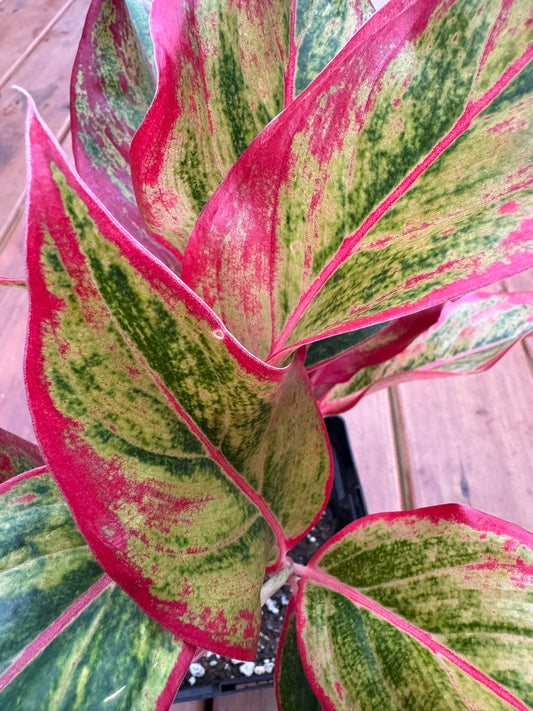 Aglaonema Red Siam in 6-inch pot with bold green leaves edged and brushed in vibrant red, tropical houseplant