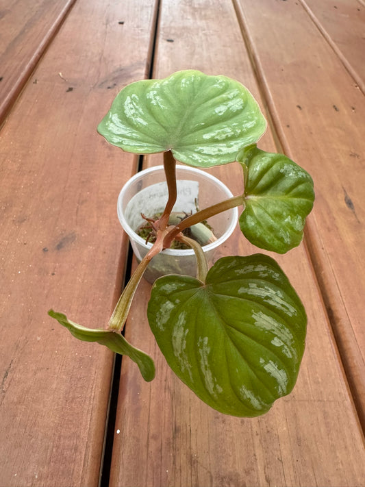 Philodendron Plowmanii in 4-inch pot with heart-shaped green leaves etched in silver veins, tropical creeping houseplant
