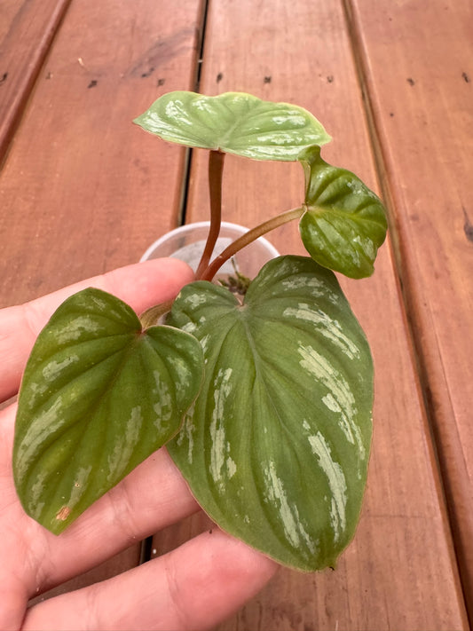 Philodendron Plowmanii in 4-inch pot with heart-shaped green leaves etched in silver veins, tropical creeping houseplant