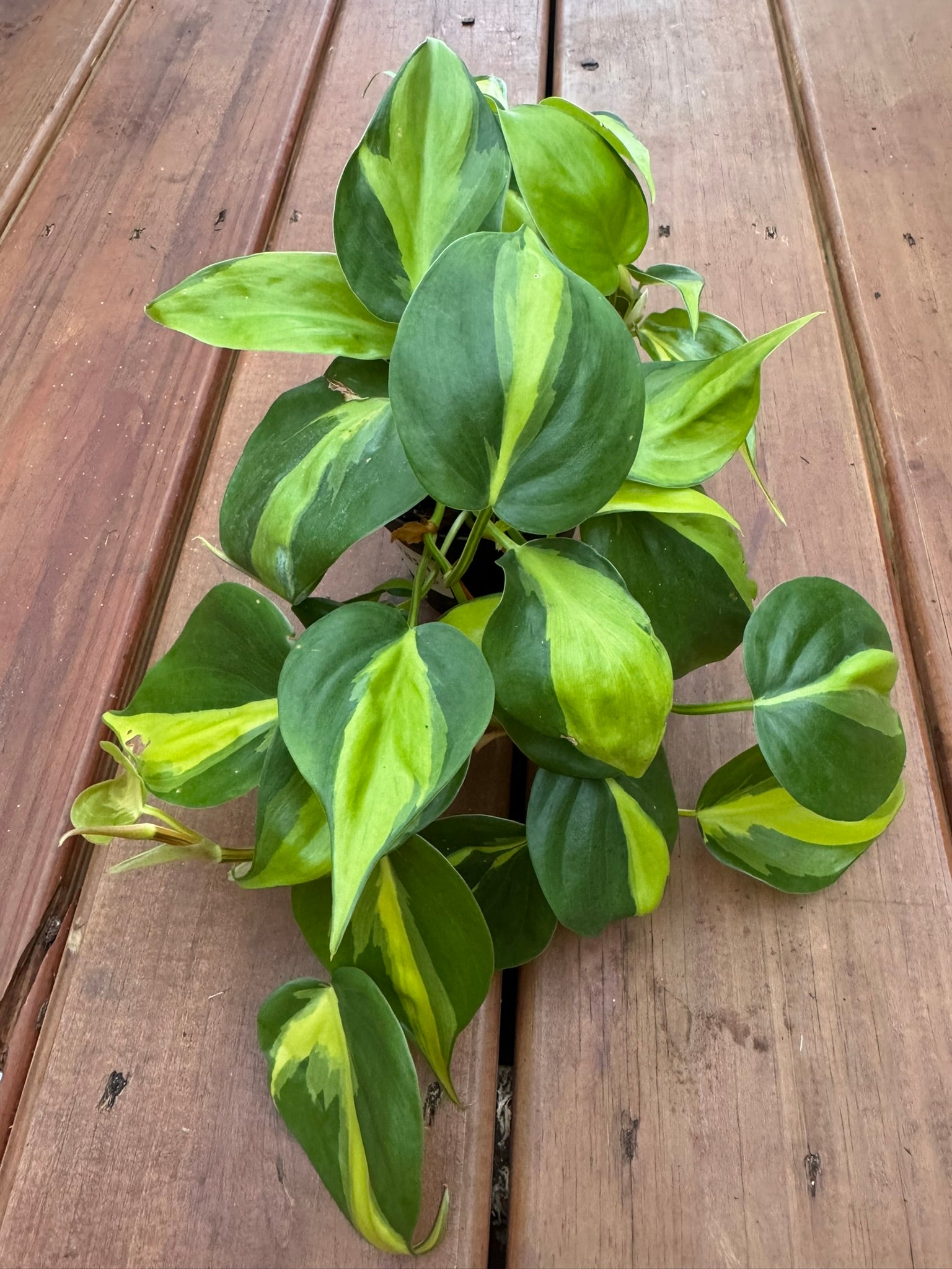 Philodendron Brasil in 4-inch pot with trailing heart-shaped leaves striped in lime and green, tropical houseplant