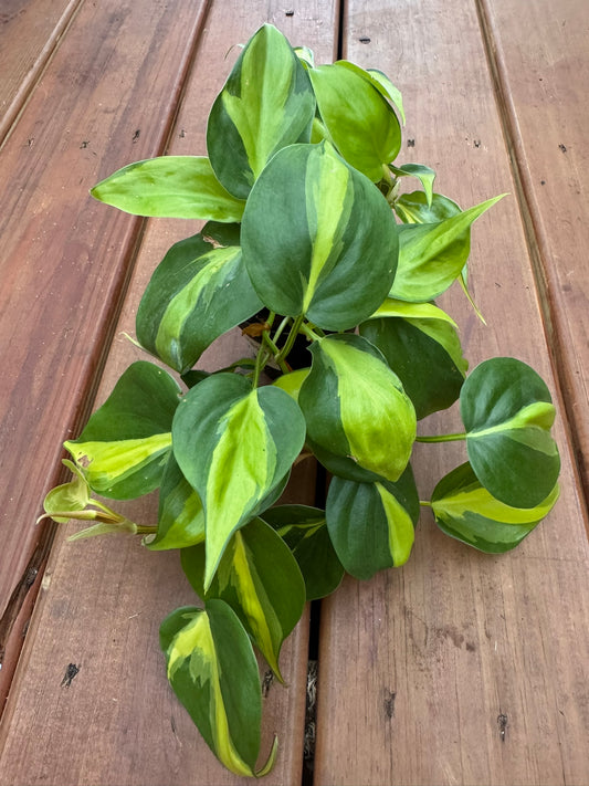 Philodendron Brasil in 4-inch pot with trailing heart-shaped leaves striped in lime and green, tropical houseplant
