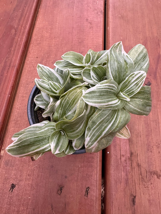 4" Tradescantia Pistachio White