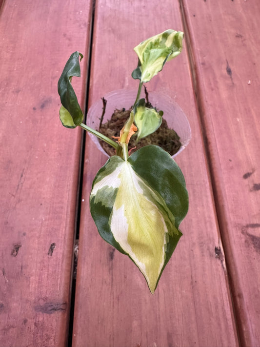 Philodendron Gabby in 4-inch pot with trailing heart-shaped leaves splashed in creamy white and green, tropical houseplant
