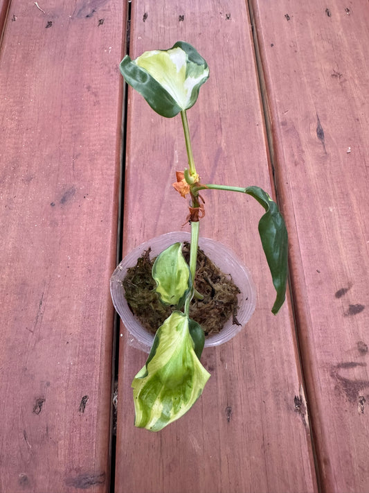 Philodendron Gabby in 4-inch pot with trailing heart-shaped leaves splashed in creamy white and green, tropical houseplant