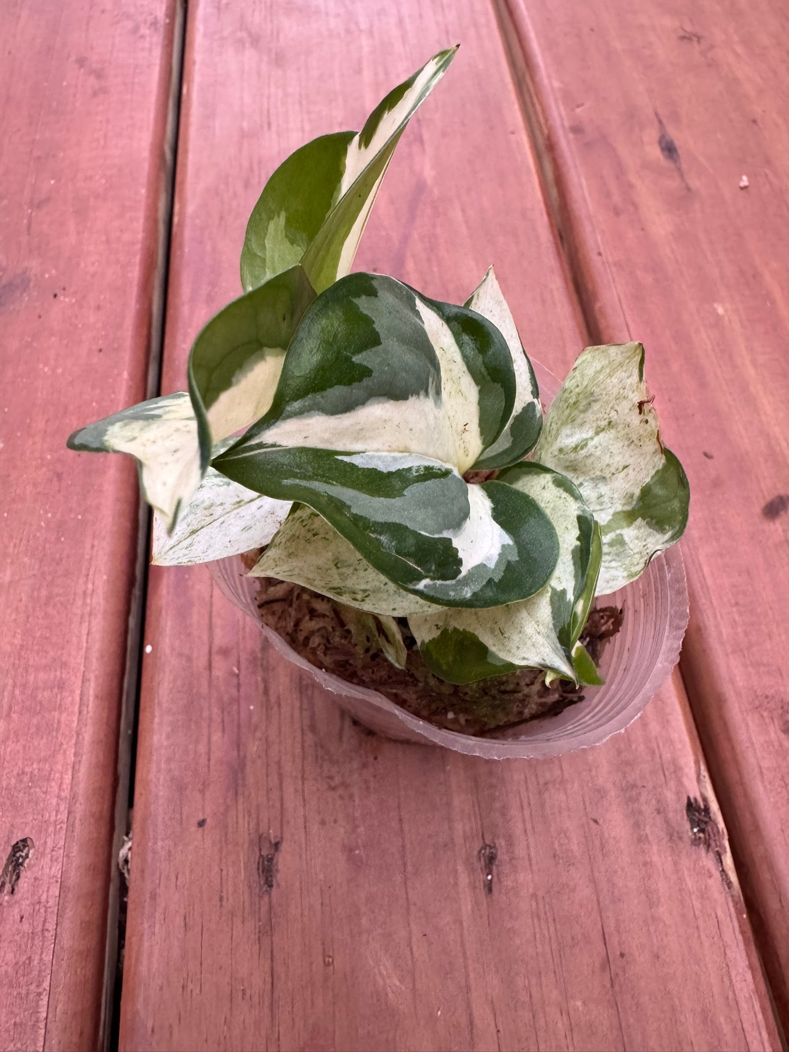 Manjula Pothos in 4-inch pot with heart-shaped leaves marbled in white, green, and cream, trailing tropical houseplant