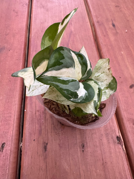 Manjula Pothos in 4-inch pot with heart-shaped leaves marbled in white, green, and cream, trailing tropical houseplant
