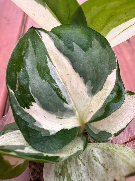 Manjula Pothos in 4-inch pot with heart-shaped leaves marbled in white, green, and cream, trailing tropical houseplant