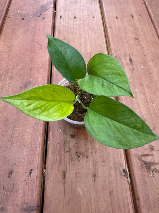 Jessenia Pothos in 4-inch pot with trailing marbled lime and green heart-shaped leaves, tropical pothos houseplant