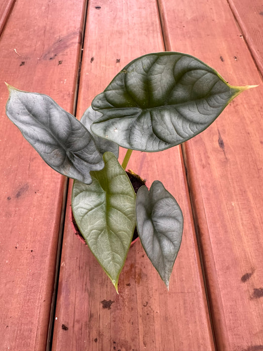 Alocasia Silver Dragon in 3-inch pot with silver-green textured leaves etched in dark veins, jewel Alocasia tropical houseplant