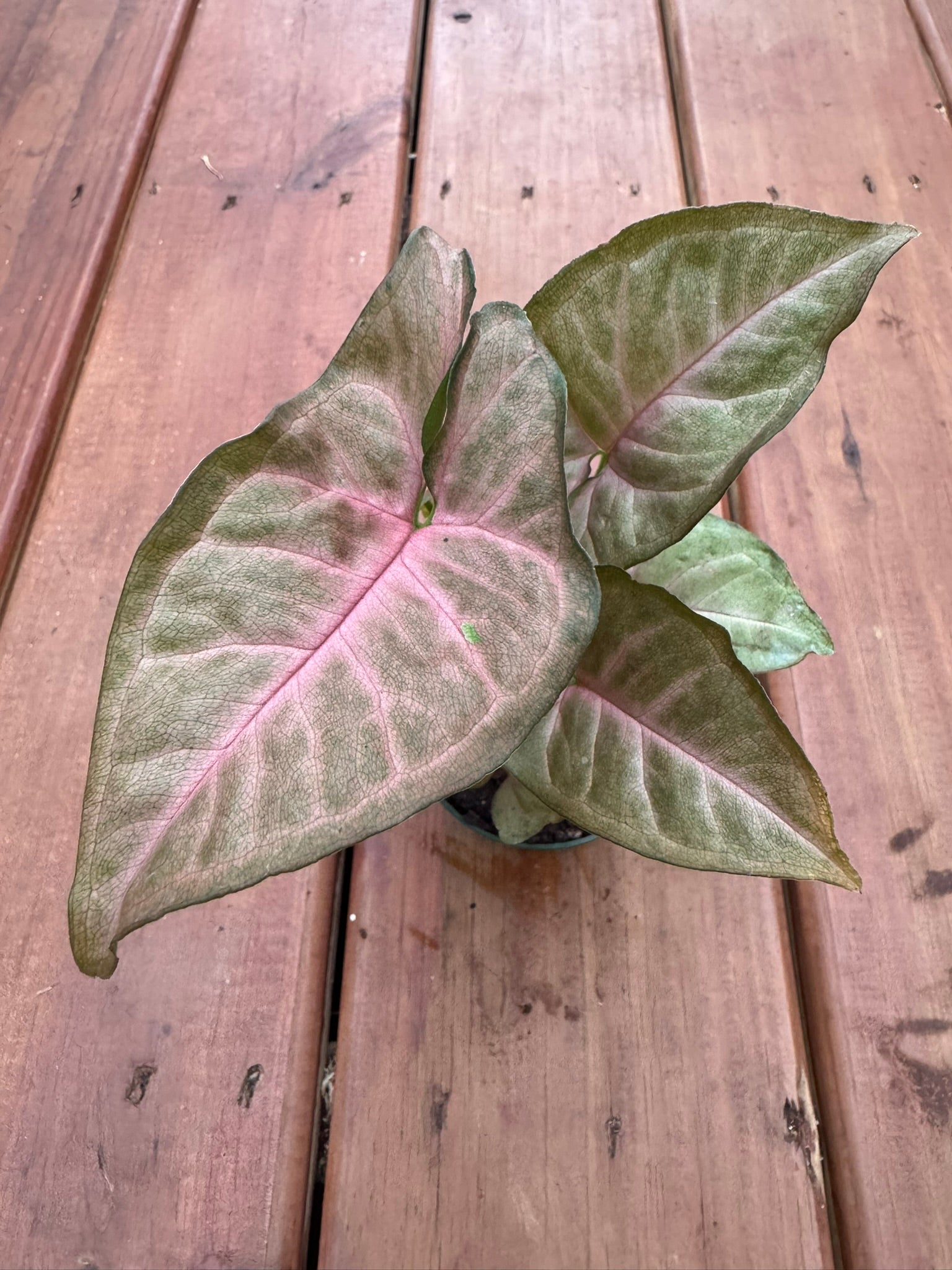Syngonium Regina Red in 3-inch pot with arrow-shaped leaves in rosy pink to red shades with green tones, tropical arrowhead vine houseplant