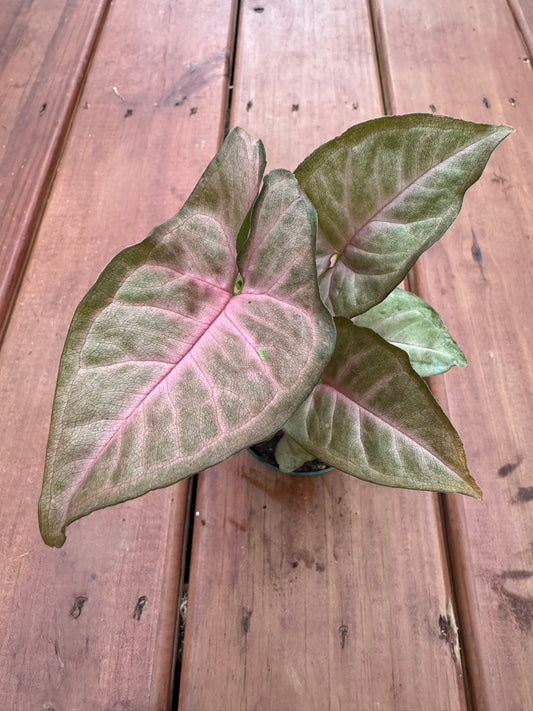 Syngonium Regina Red in 3-inch pot with arrow-shaped leaves in rosy pink to red shades with green tones, tropical arrowhead vine houseplant