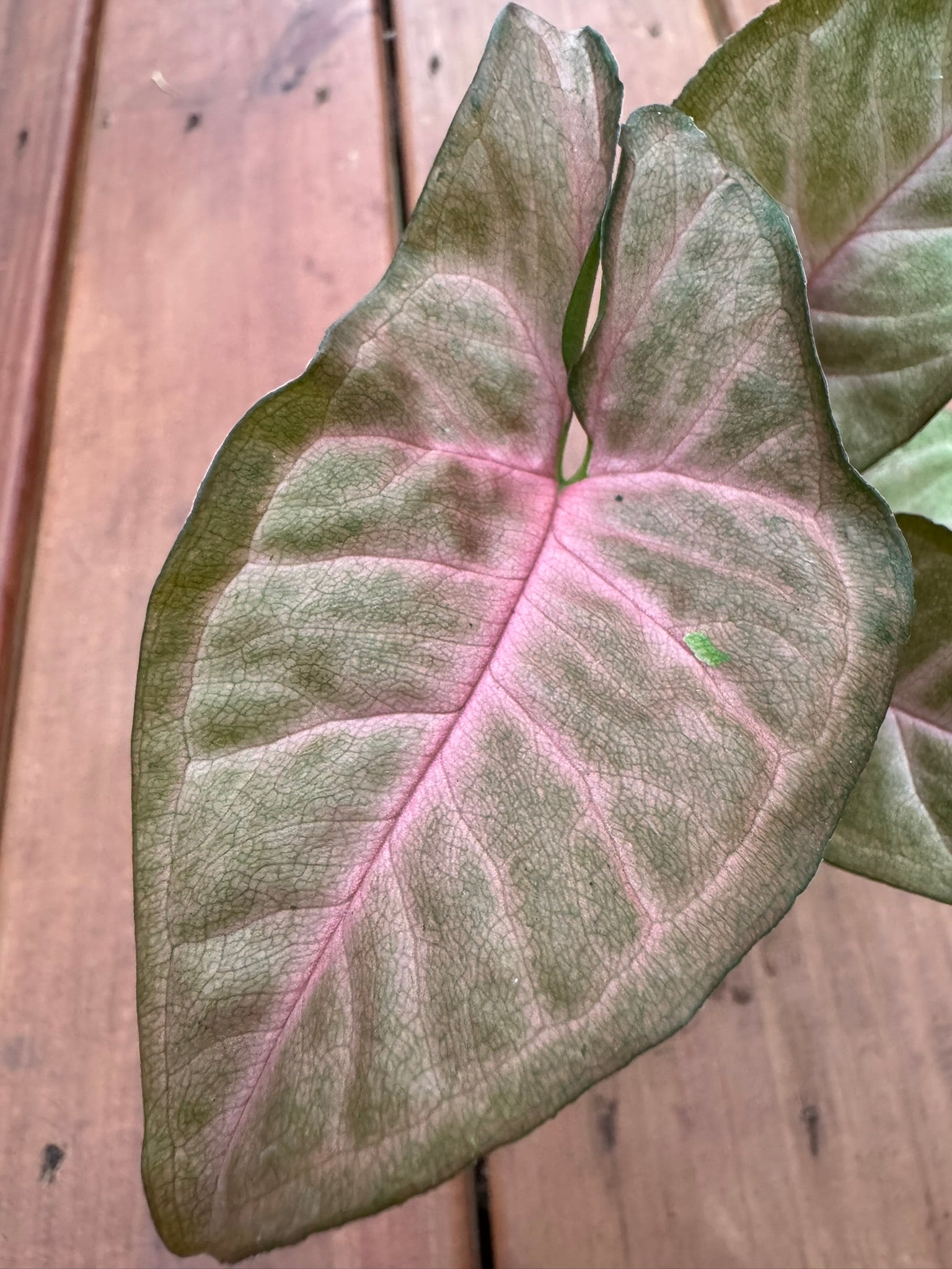 Syngonium Regina Red in 3-inch pot with arrow-shaped leaves in rosy pink to red shades with green tones, tropical arrowhead vine houseplant