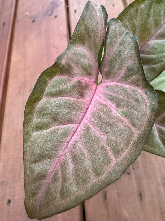 Syngonium Regina Red in 3-inch pot with arrow-shaped leaves in rosy pink to red shades with green tones, tropical arrowhead vine houseplant