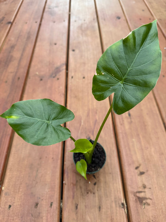 Alocasia Odora California in 3-inch pot with upright glossy green elephant ear leaves, compact tropical houseplant