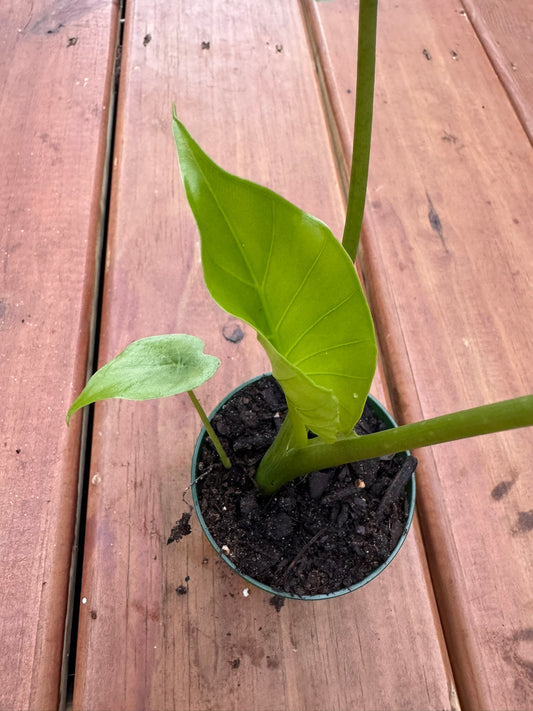 Alocasia Odora California in 3-inch pot with upright glossy green elephant ear leaves, compact tropical houseplant