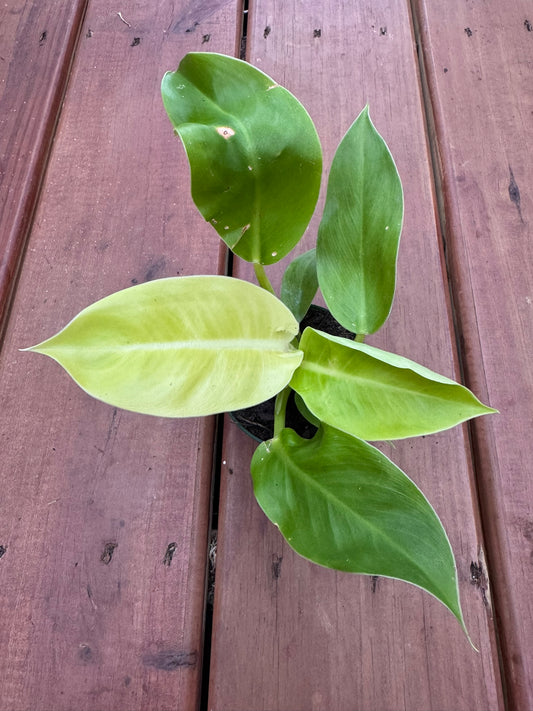 Philodendron Moonlight in 3-inch pot with upright neon green chartreuse leaves, tropical philodendron houseplant