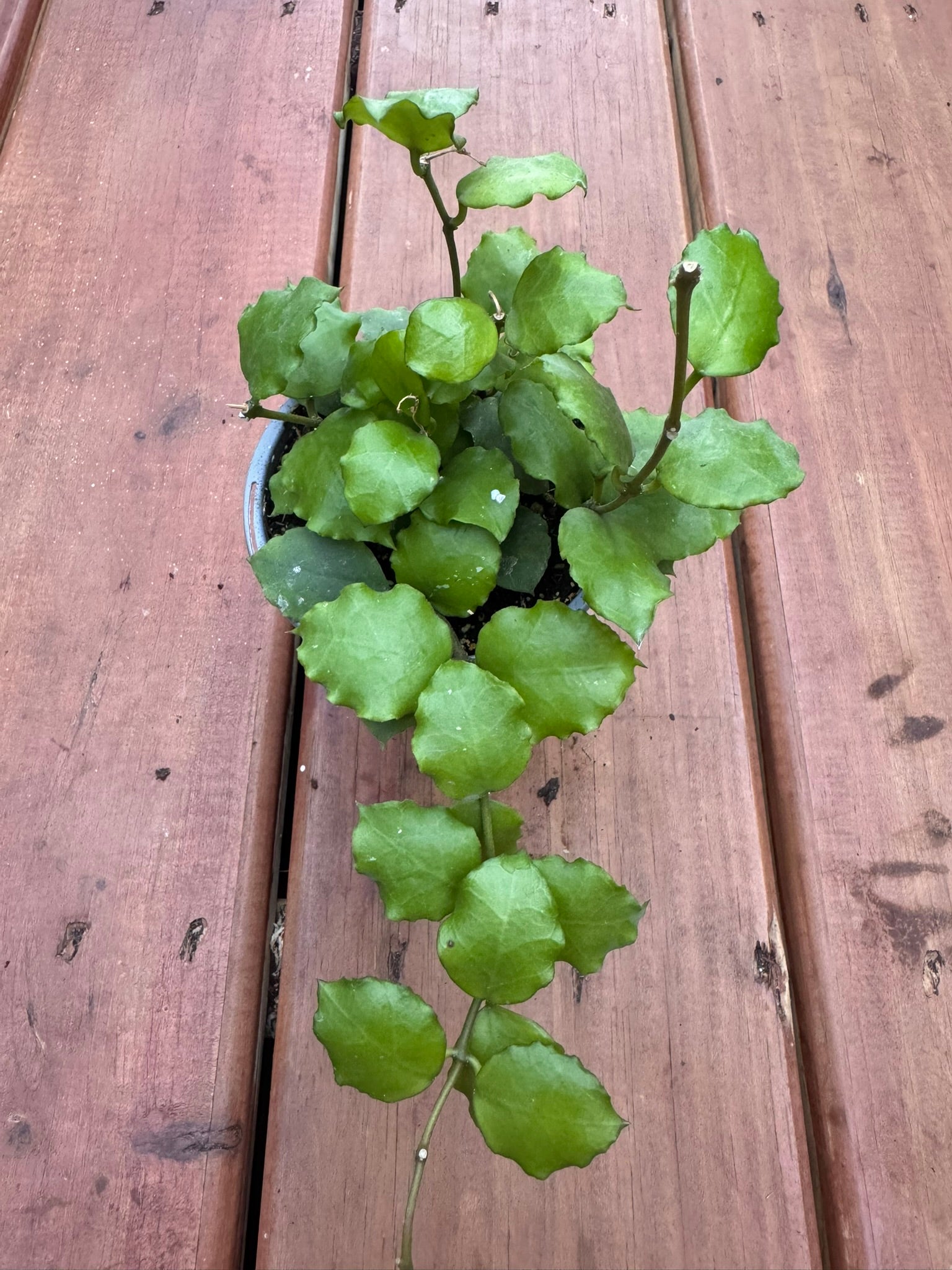 Hoya Endauensis in 4-inch pot with thick oval green leaves, trailing tropical wax plant houseplant