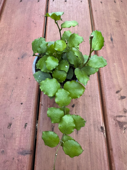 Hoya Endauensis in 4-inch pot with thick oval green leaves, trailing tropical wax plant houseplant