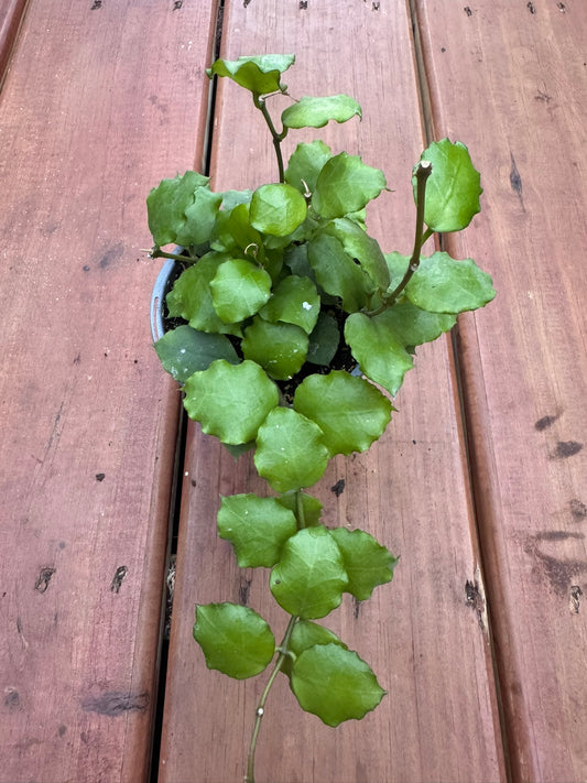 Hoya Endauensis in 4-inch pot with thick oval green leaves, trailing tropical wax plant houseplant
