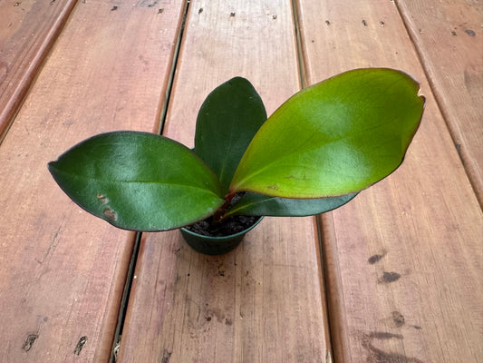 Peperomia Red Edge in 3-inch pot with compact glossy green leaves edged in red, pet-friendly tropical houseplant