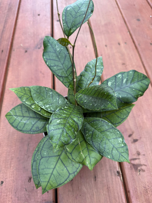Hoya Ranauensis in 5-inch pot with thick green veined leaves, tropical wax plant houseplant