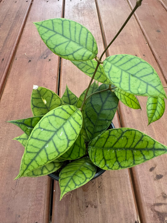 Hoya Callistophylla with elongated leathery leaves patterned in bold dark venation. A climbing wax plant that thrives in bright light.