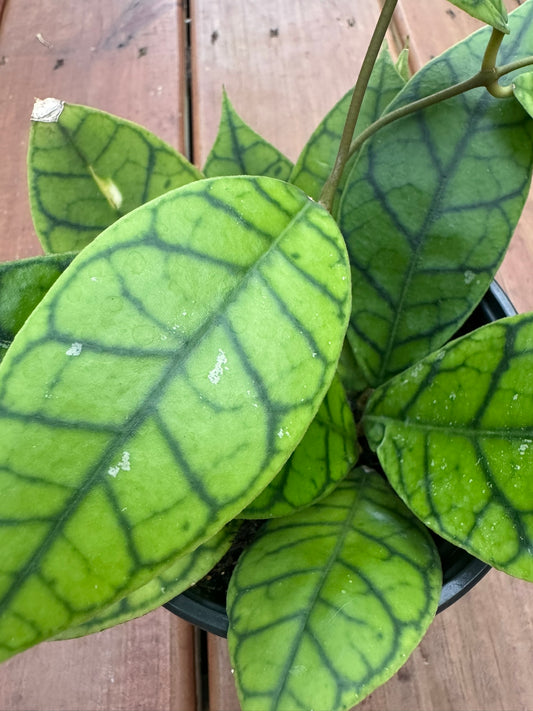 Hoya Callistophylla with elongated leathery leaves patterned in bold dark venation. A climbing wax plant that thrives in bright light.