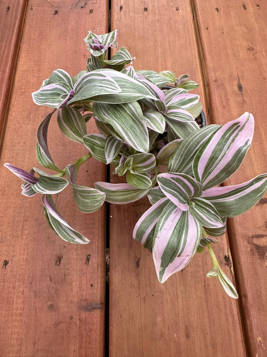 Tradescantia Nanouk in 4-inch pot with trailing striped leaves in pink, purple, and green, tropical houseplant