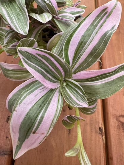 Tradescantia Nanouk in 4-inch pot with trailing striped leaves in pink, purple, and green, tropical houseplant