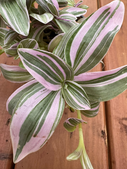 Tradescantia Nanouk in 4-inch pot with trailing striped leaves in pink, purple, and green, tropical houseplant