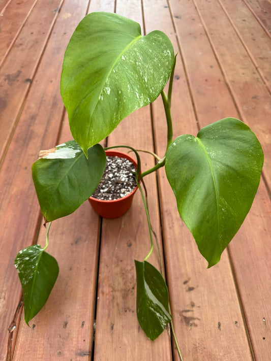 Monstera Albo in 6-inch pot with large fenestrated leaves splashed in green and white variegation, tropical climbing houseplant