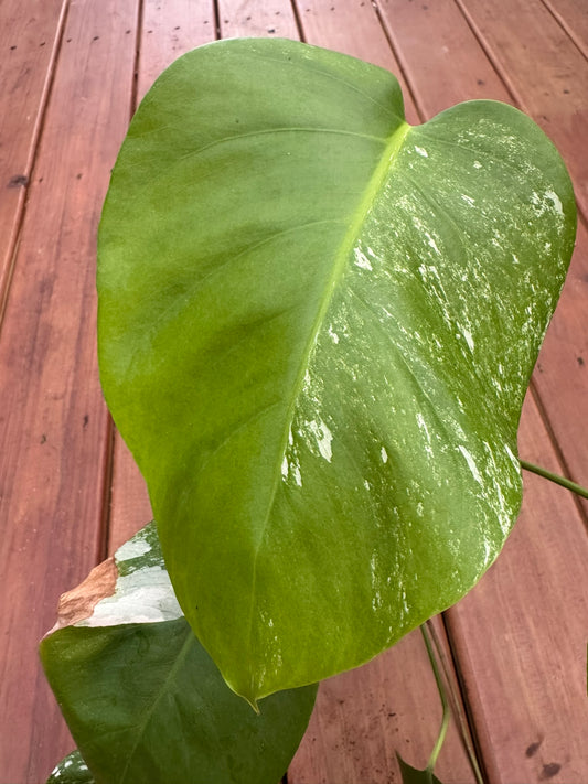 Monstera Albo in 6-inch pot with large fenestrated leaves splashed in green and white variegation, tropical climbing houseplant