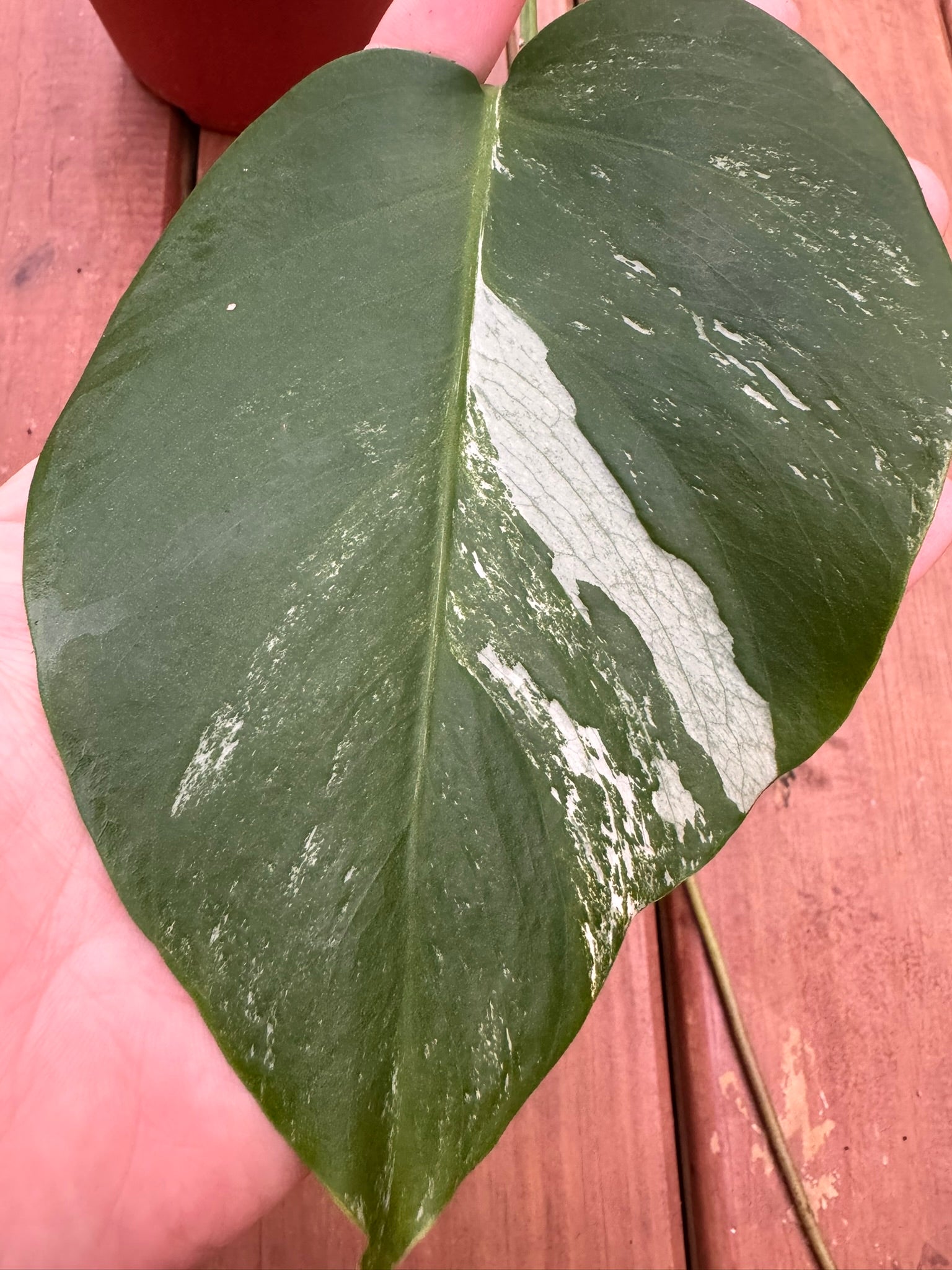 Monstera Albo in 6-inch pot with large fenestrated leaves splashed in green and white variegation, tropical climbing houseplant