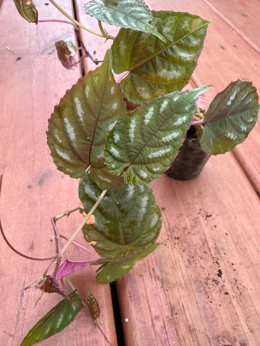 Cissus Discolor in 2-inch pot with elongated silver-patterned green leaves and purple undersides, tropical climbing vine houseplant