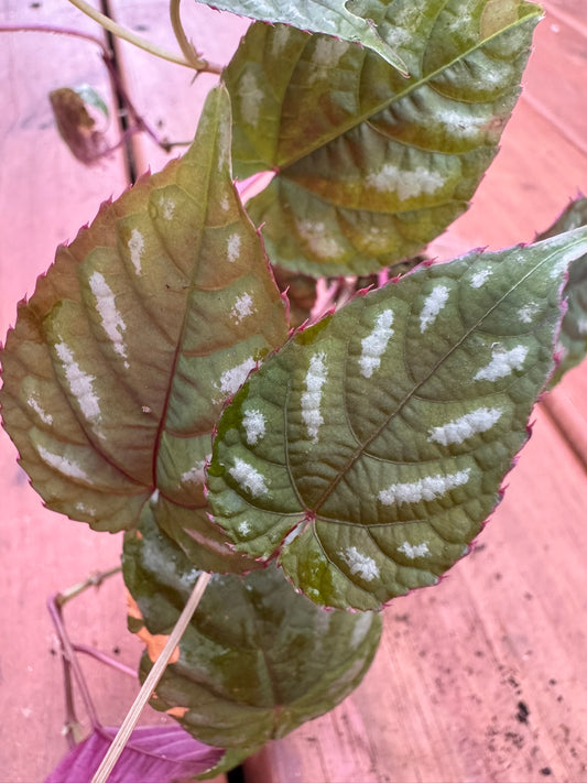 Cissus Discolor in 2-inch pot with elongated silver-patterned green leaves and purple undersides, tropical climbing vine houseplant