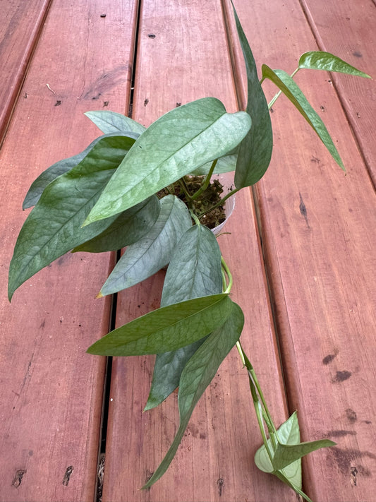 Cebu Blue Pothos in 4-inch pot with trailing slender shimmering blue-green leaves, tropical pothos houseplant
