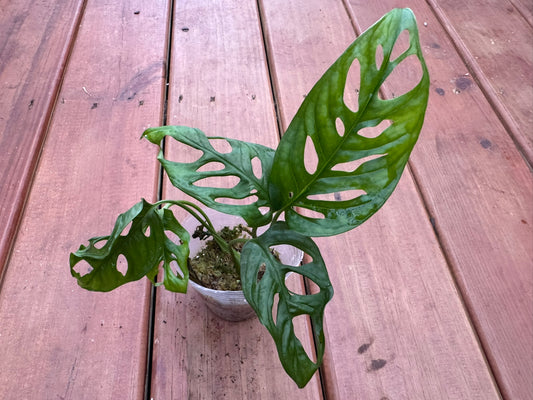 Monstera Adansonii in 4-inch pot with green fenestrated leaves, Swiss Cheese Plant tropical houseplant