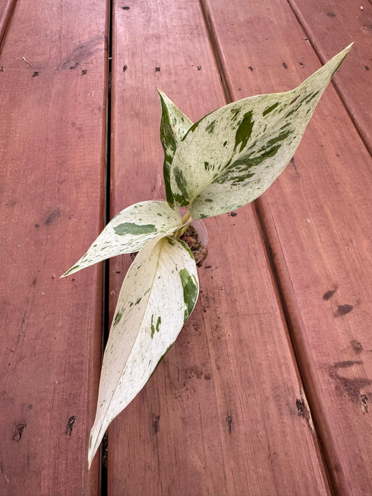 Snow Queen Pothos in 3-inch pot with heart-shaped green leaves marbled in crisp white, trailing tropical pothos houseplant