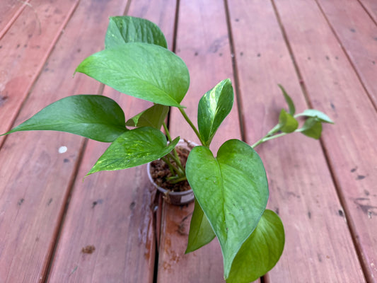 Golden Pothos in 4-inch pot with trailing heart-shaped green leaves marbled in golden yellow, tropical pothos houseplant