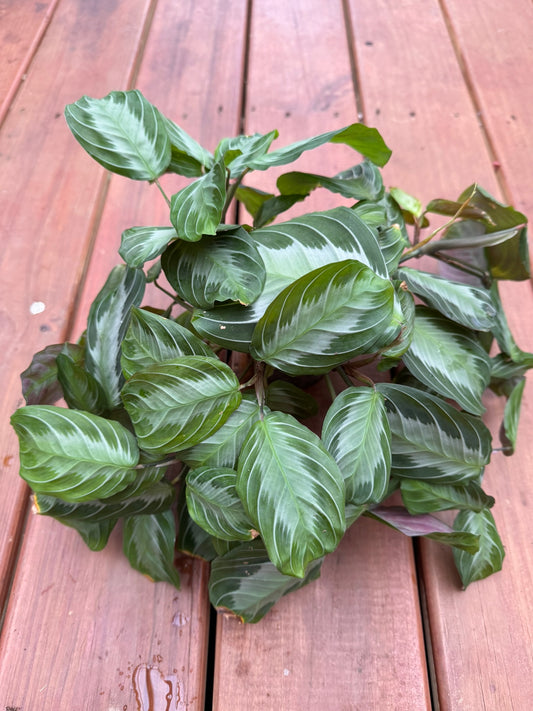 Maranta Leuconeura Silver Band in 4-inch pot with velvety green leaves and silver central stripe, pet-friendly prayer plant houseplant