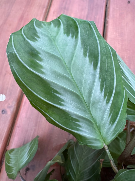 Maranta Leuconeura Silver Band in 4-inch pot with velvety green leaves and silver central stripe, pet-friendly prayer plant houseplant
