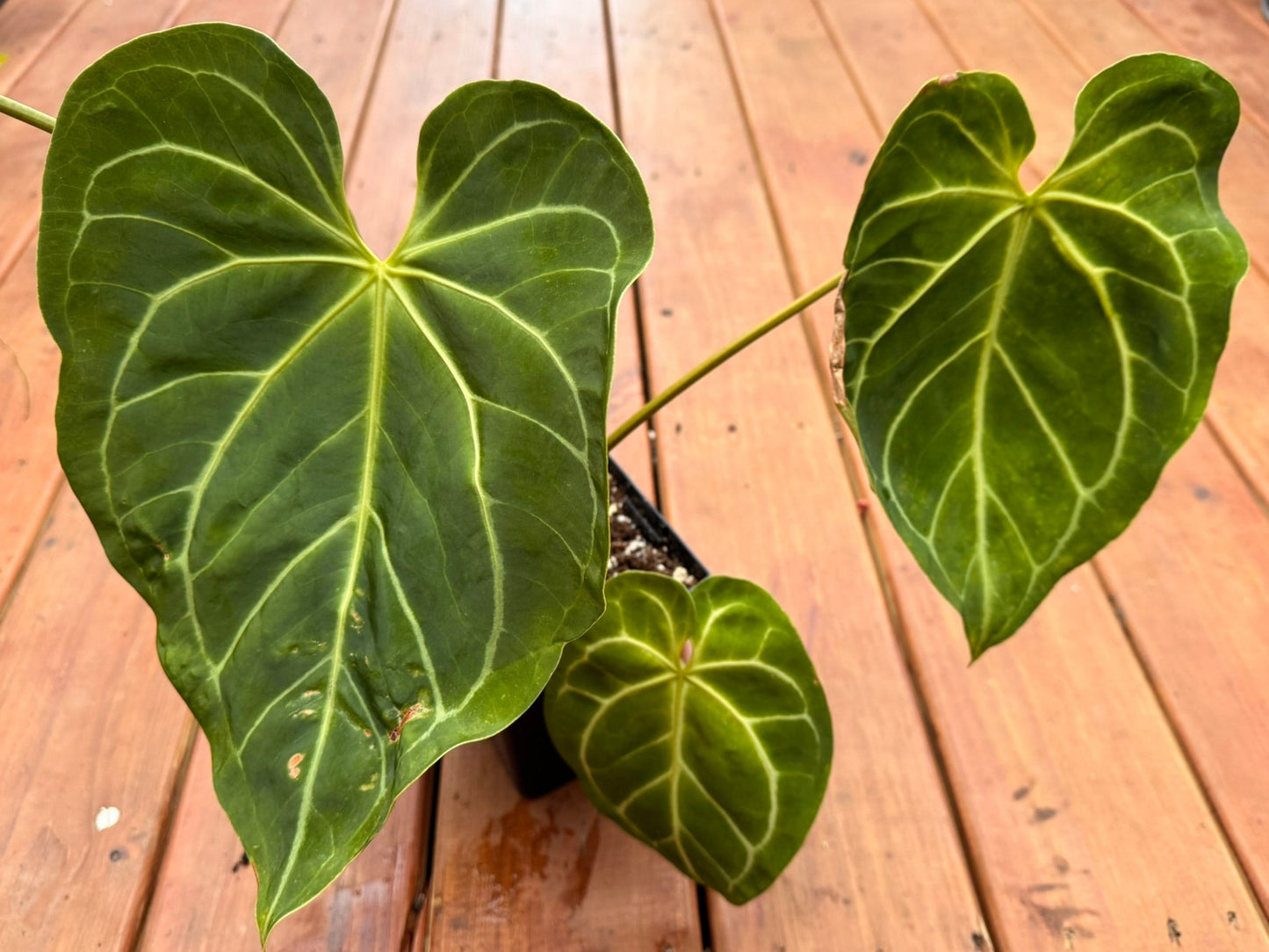Anthurium Magnificum x Crystallinum in 6-inch pot with large velvety green leaves and bright white veins, tropical houseplant