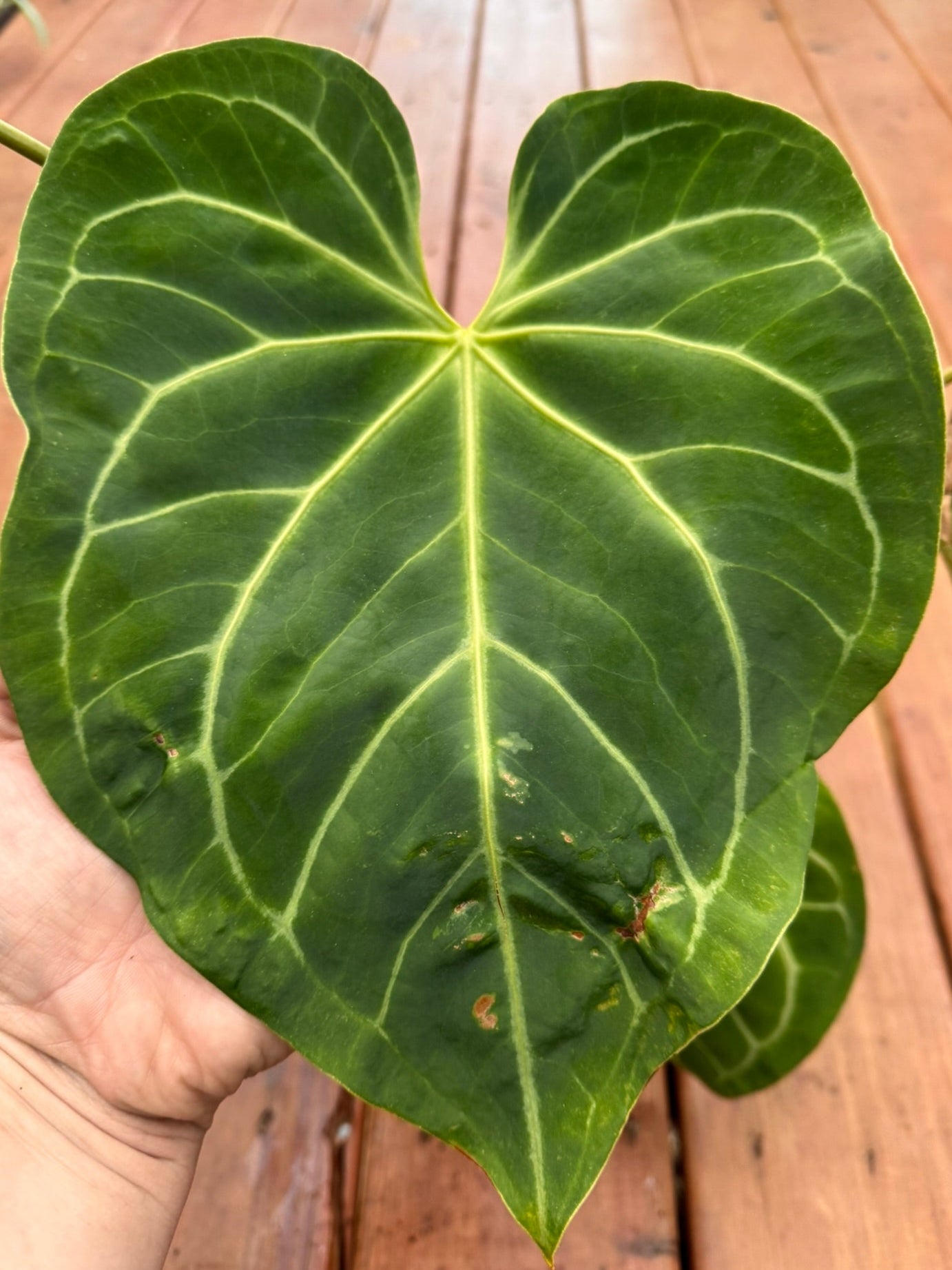 Anthurium Magnificum x Crystallinum in 6-inch pot with large velvety green leaves and bright white veins, tropical houseplant