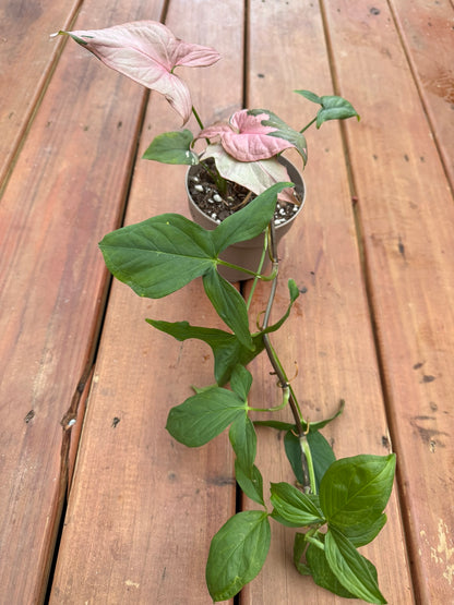 Syngonium Pink Splash in 5-inch pot with green arrow-shaped leaves splashed in pink variegation, tropical arrowhead vine houseplant