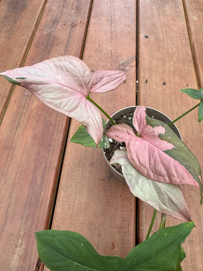 Syngonium Pink Splash in 5-inch pot with green arrow-shaped leaves splashed in pink variegation, tropical arrowhead vine houseplant