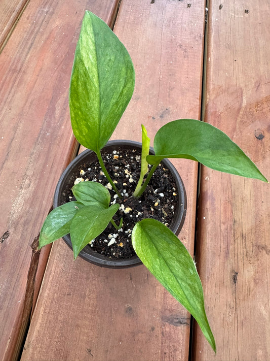 Jessenia Pothos in 4-inch pot with heart-shaped lime and green marbled leaves, tropical pothos houseplant