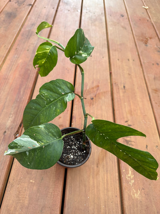 Epipremnum Albo in 4-inch pot with marbled green and white leaves, tropical pothos houseplant